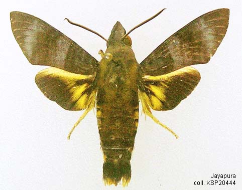 Papua Insects Foundation (Lepidoptera/Sphingidae/Macroglossum corythus)
